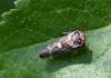 Balcanocerus larvatus